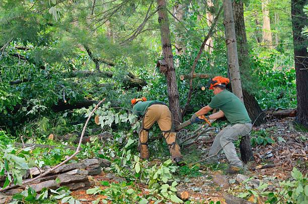 The Steps Involved in Our Tree Care Process in Lubbock, TX